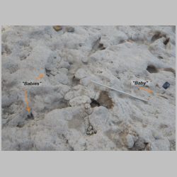 DSCN0738 Three babies.jpg